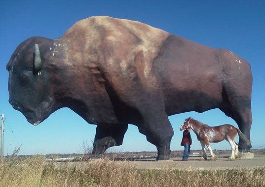 World's Largest Buffalo Visit Jamestown North Dakota the Buffalo City and the home of the