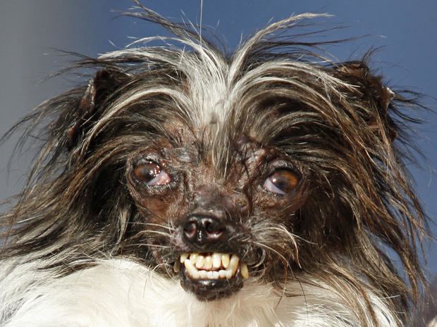 World's Ugliest Dog Contest cbsnews3cbsistaticcomhubir20150627d150e43