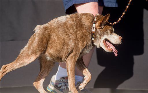 World's Ugliest Dog Contest Meet the past winners of the Worlds Ugliest Dog contest Pets