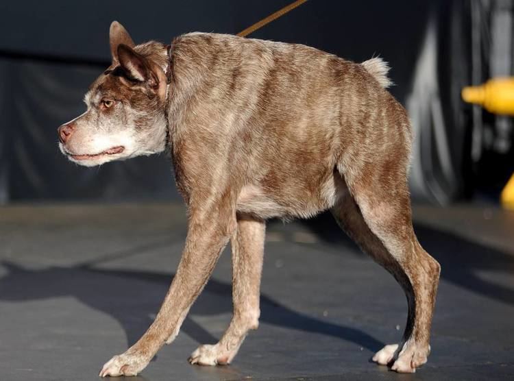 World's Ugliest Dog Contest Worlds Ugliest Dog of 2015 IsQuasi ModoSee Pics of the