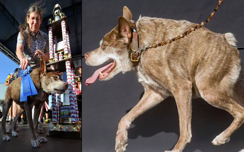 World's Ugliest Dog Contest The Worlds Ugliest Dog Contest in pictures Telegraph