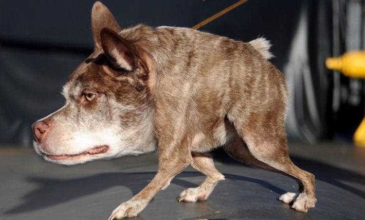World ugliest dog contest