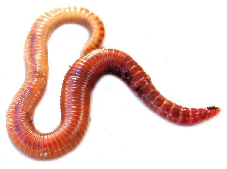 Worm Why Grow Worms VermiCo