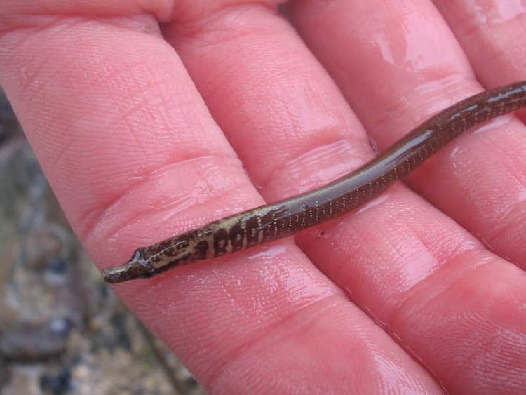 Worm pipefish MarLIN The Marine Life Information Network Worm pipefish