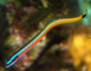 Wormfish aquarium adventures Curious Wormfish