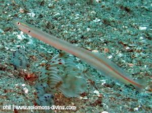 Wormfish Wormfishes Solomons Diving