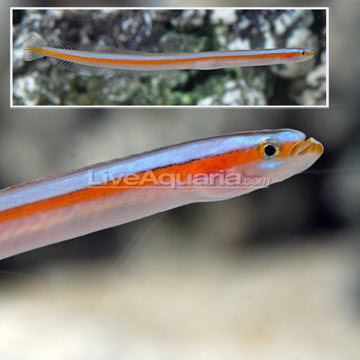 Wormfish wwwliveaquariacomimagescategoriesproductp80