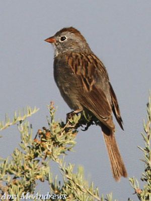 Worthen's sparrow Worthens Sparrow Spizella wortheni Species Information and Photos