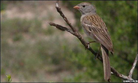 Worthen's sparrow BBC Earth News Rare Worthens sparrow nest sites found in Mexico