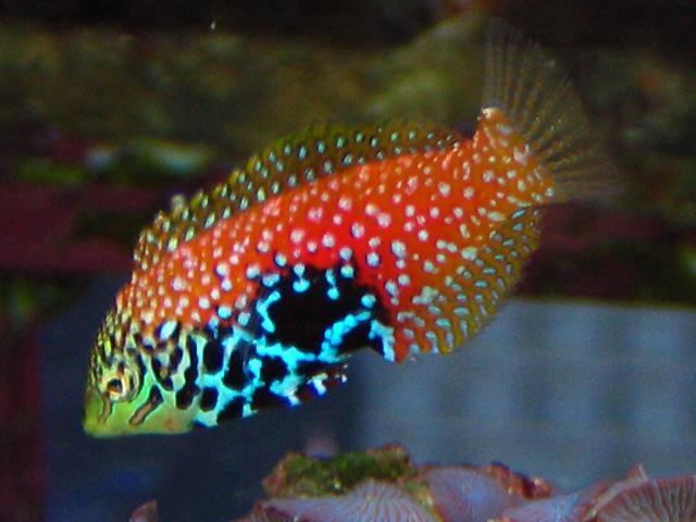 Wrasse Reef Safe Saltwater Fish Saltwater Reef Safe Wrasses for Sale Online