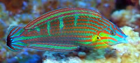 Wrasse Melanarus Wrasse Male