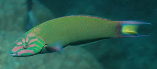 Wrasse wrasse fish Britannicacom