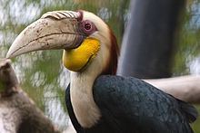 Wreathed hornbill Wreathed hornbill Wikipedia