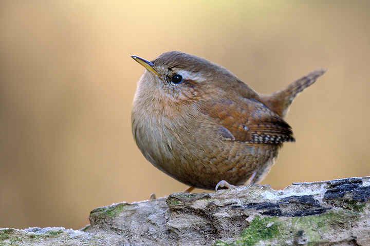 Wren Wrens ANIMALS And english