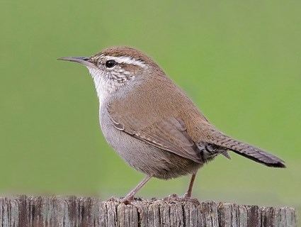 Wren Bewicks Wren Identification All About Birds Cornell Lab of