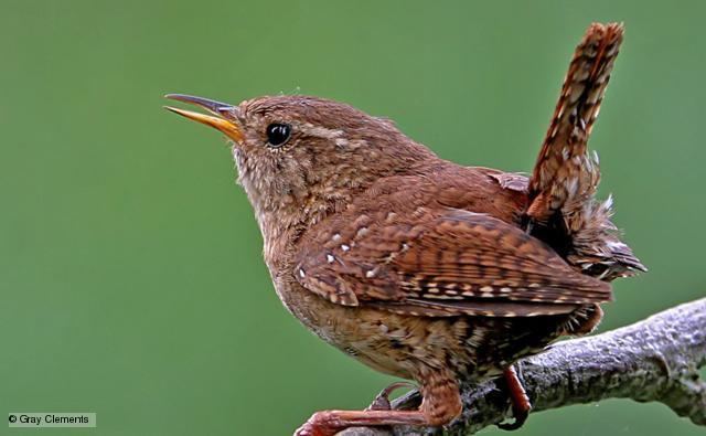 Wren BBC Nature Wren videos news and facts