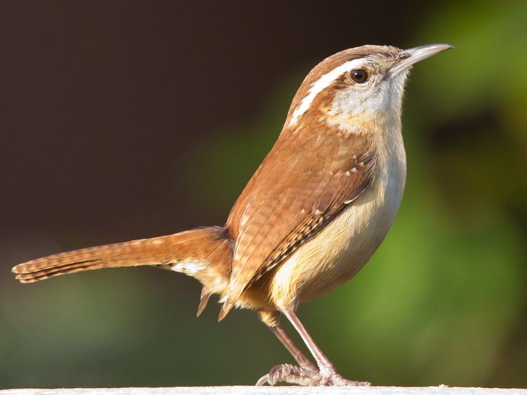 Wren Bridgets Fire Wrens in West Virginia