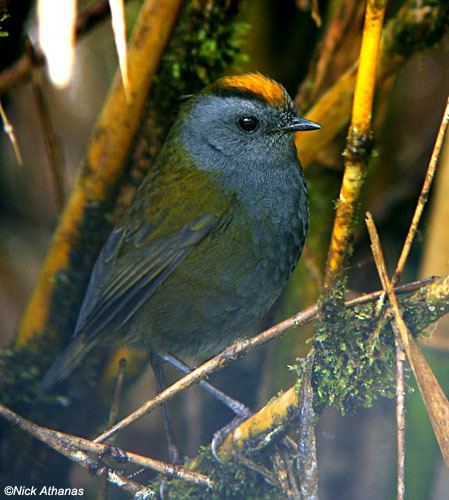 Wrenthrush Wrenthrush Zeledonia coronata xenocanto