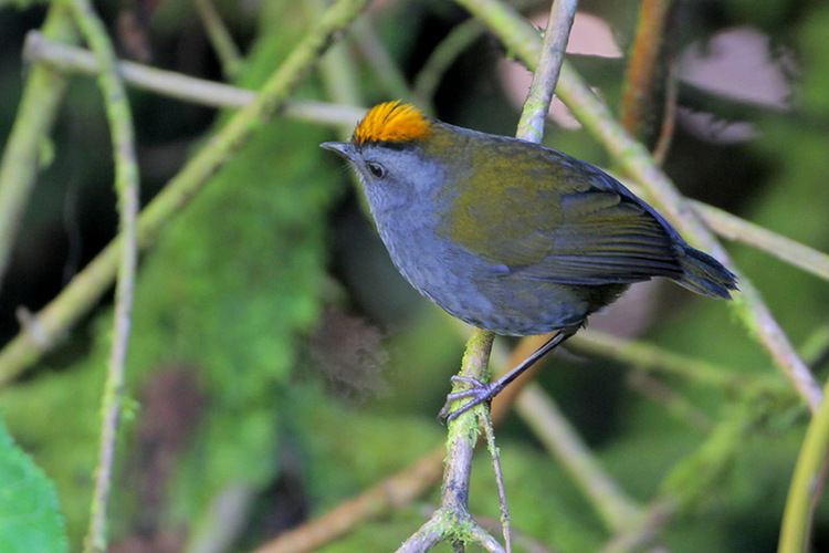 Wrenthrush Wrenthrush Zeledonia photo Greg Lavaty photos at pbasecom