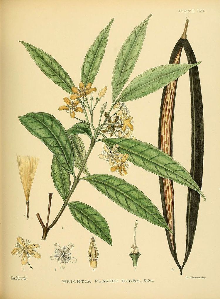 Wrightia flavorosea