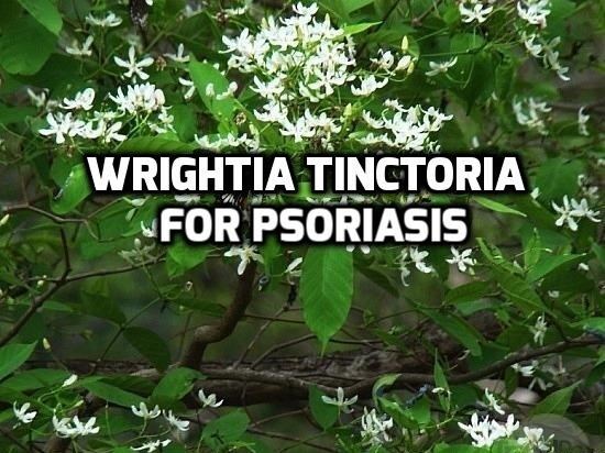 Wrightia tinctoria Wrightia Tinctoria for Psoriasis Psoriasis Self Management