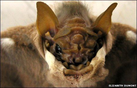 Wrinkle-faced bat Wrinkled Faced Bat Facts