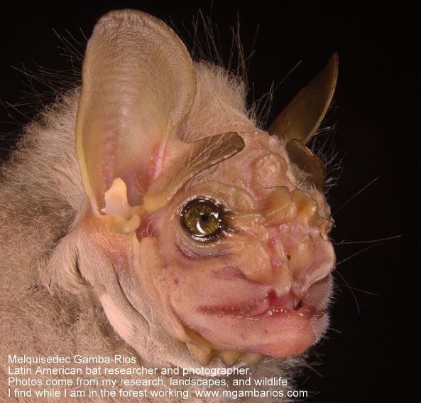Wrinkle-faced bat Centurio senex Wrinklefaced Bat Latticewinged Bat