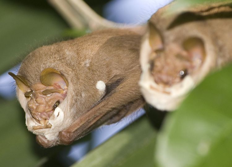 Wrinkle-faced bat httpsuploadwikimediaorgwikipediacommonsee