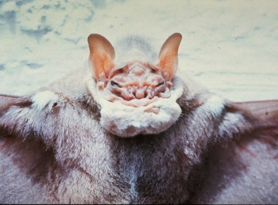 Wrinkle-faced bat ADW Centurio senex INFORMATION