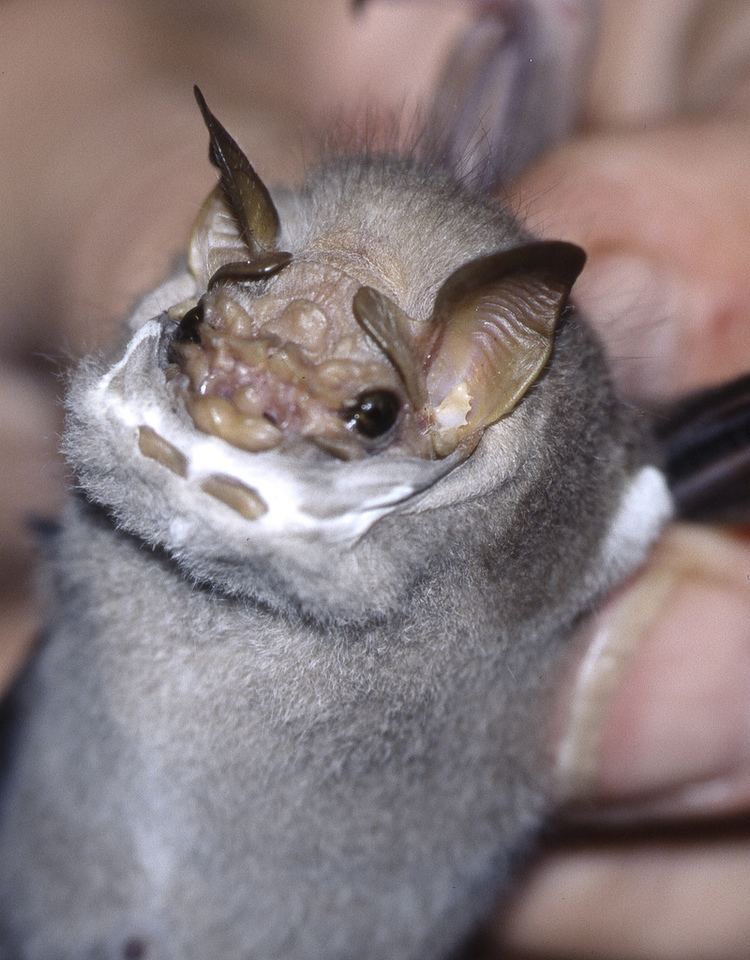 Wrinkle-faced bat wrinkle faced bat face flap Centurio senex mist nettin Flickr