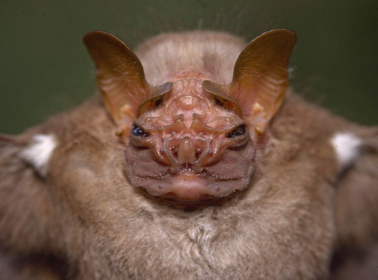Wrinkle-faced bat Wrinklefaced Bat Centurio senex by Twan Leenders The Roger Tory