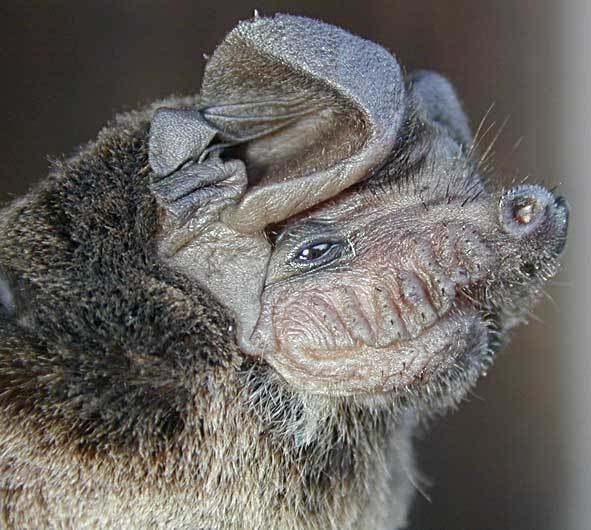 Wrinkle-lipped free-tailed bat wwwbiobrisacukresearchbatsChina20batsimag