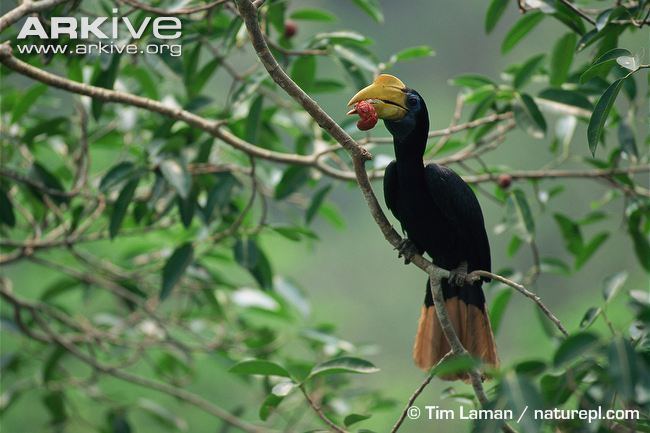 Wrinkled hornbill Sunda wrinkled hornbill videos photos and facts Aceros corrugatus