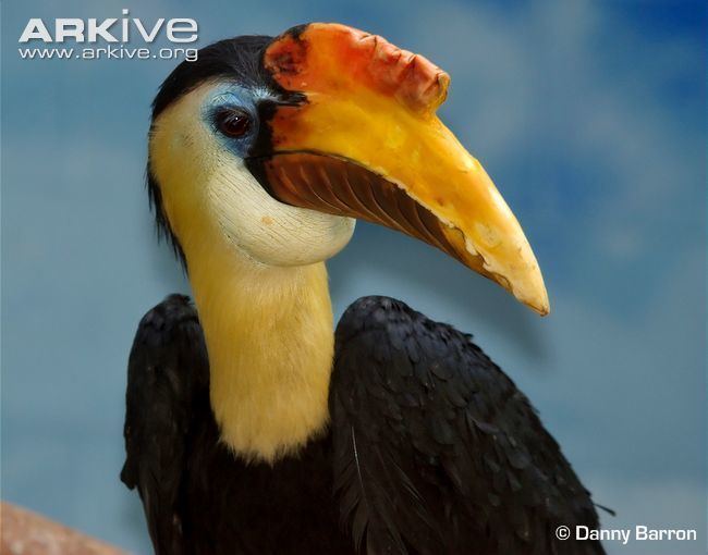 Wrinkled hornbill Sunda wrinkled hornbill videos photos and facts Aceros corrugatus