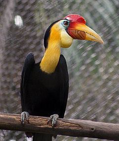 Wrinkled hornbill httpsuploadwikimediaorgwikipediacommonsthu