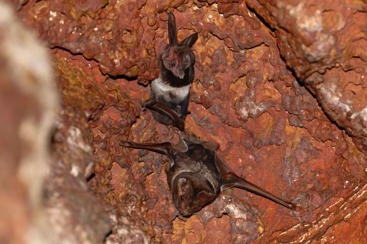 Wroughton's free-tailed bat kalyanvarmanetphotosD087127jpg