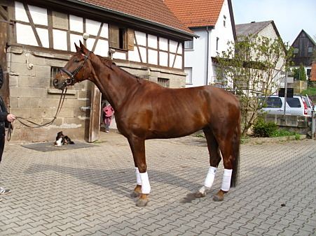 Württemberger Hbscher WrttembergerWallach Pferde kaufen in Bretzfeld