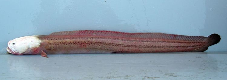 Wrymouth wdfwwagovfishingbottomfishidentificationgrap