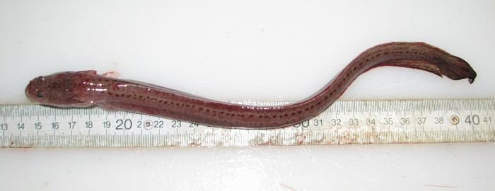 Wrymouth WoRMS Photogallery