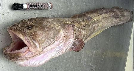 Wrymouth Bottomfish Identification Guide Giant Wrymouth Cryptacanthodes