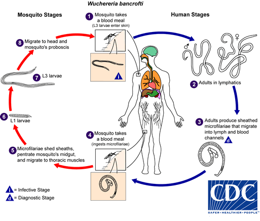 A visual representation of the life cycle of the human parasitic roundworm Wuchereria bancrofti.