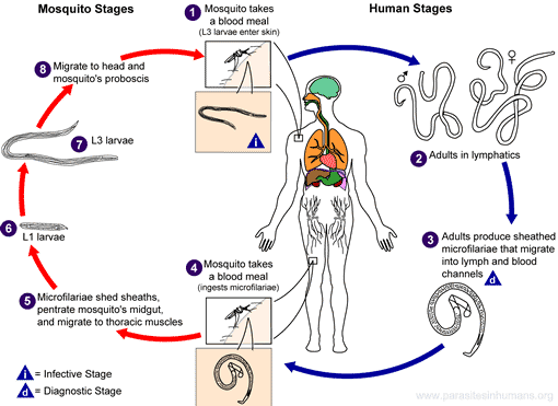 A visual representation of the life cycle of the human parasitic roundworm Wuchereria bancrofti.