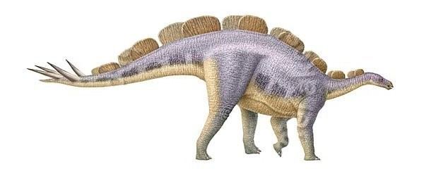 Wuerhosaurus Wuerhosaurus Pictures Facts The Dinosaur Database