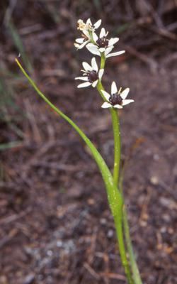 Wurmbea dioica Factsheet Wurmbea dioica