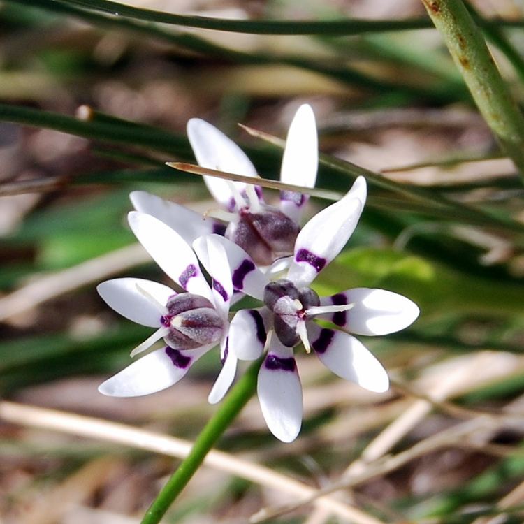 Wurmbea dioica Wurmbea dioica subsp dioica female flower Natalie Tapson Flickr