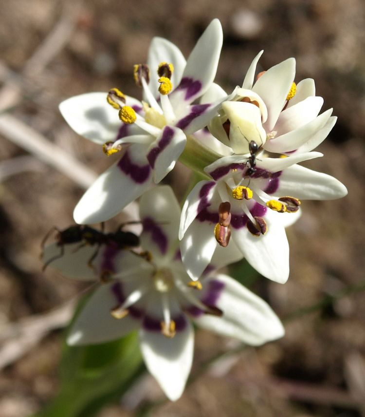 Wurmbea dioica Wurmbea dioica 1 This attractive little herb appears in la Flickr