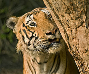 WWF-India Priority species WWF India