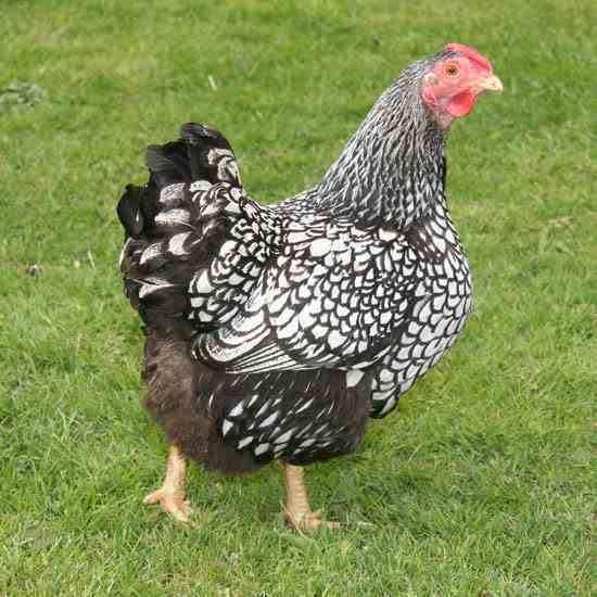 Wyandotte chicken White Wyandotte Chickens Heritage Poultry Breeds