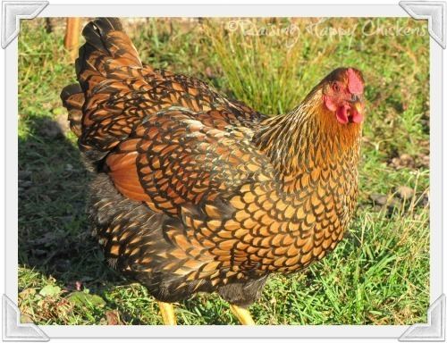 Wyandotte chicken Wyandotte chickens are they the right breed for you