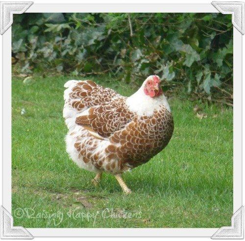 Wyandotte chicken wwwraisinghappychickenscomimagesxchickenbre